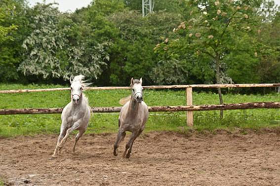 Mahabb_Wareessa_Galopp_1.jpg