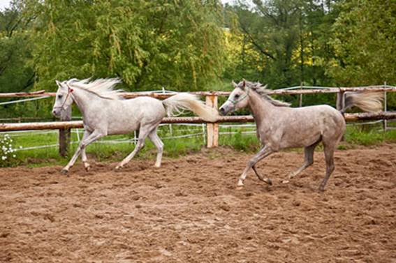 Wareessa_Mahabb_Galopp.jpg