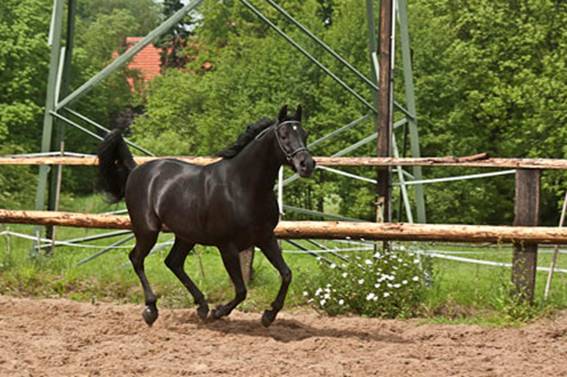 Wahad_Galopp_1.jpg