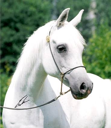 marhaba