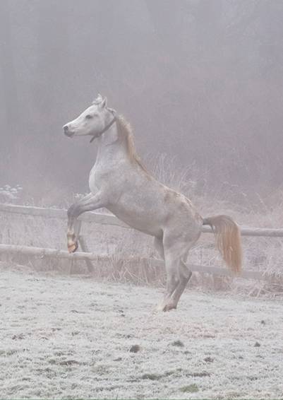 Mashahir_Nebel