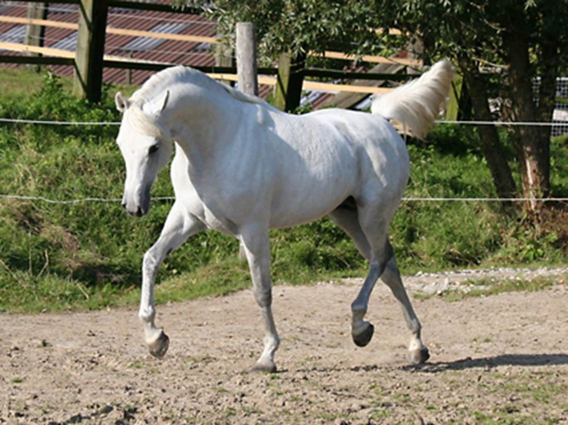 Waseem_2013_1.jpg