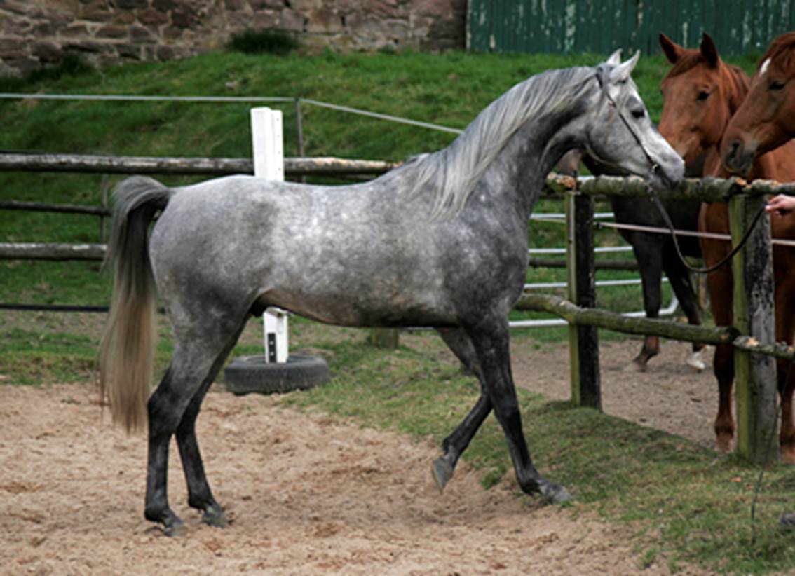 Waseem_schnuppernd_2009.jpg